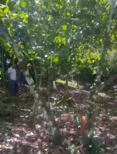 Caballo suelto provoca aparatoso accidente y termina dentro de un carro en Santiago